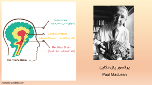 پال مکلین و نظریه مغزهای سه گانه